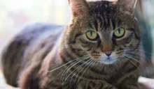 Astro, a Meownash cat