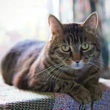 Dawn, a Meownash cat