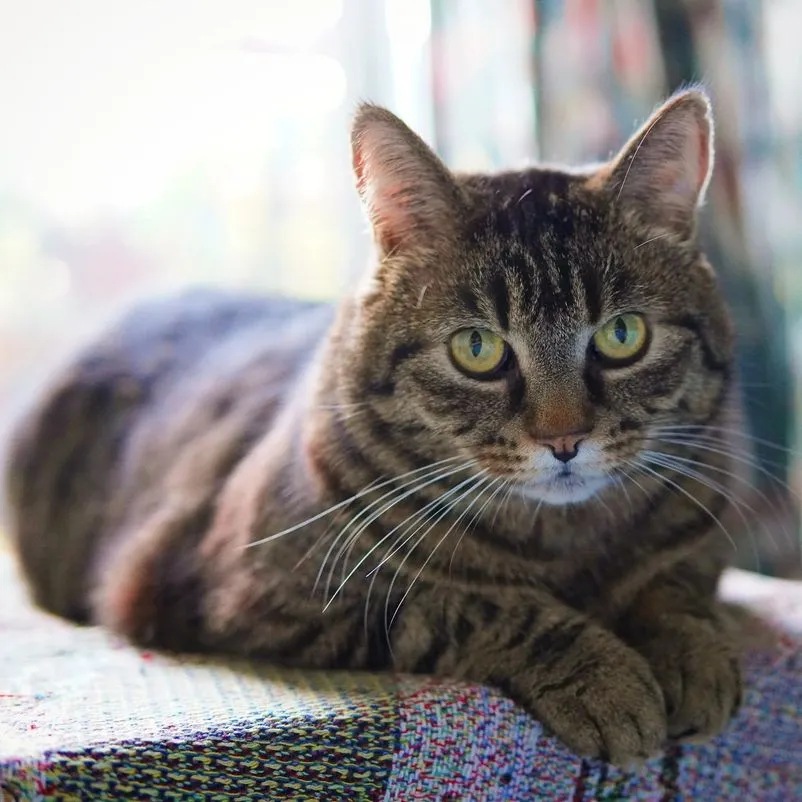 Dawn, a Meownash cat