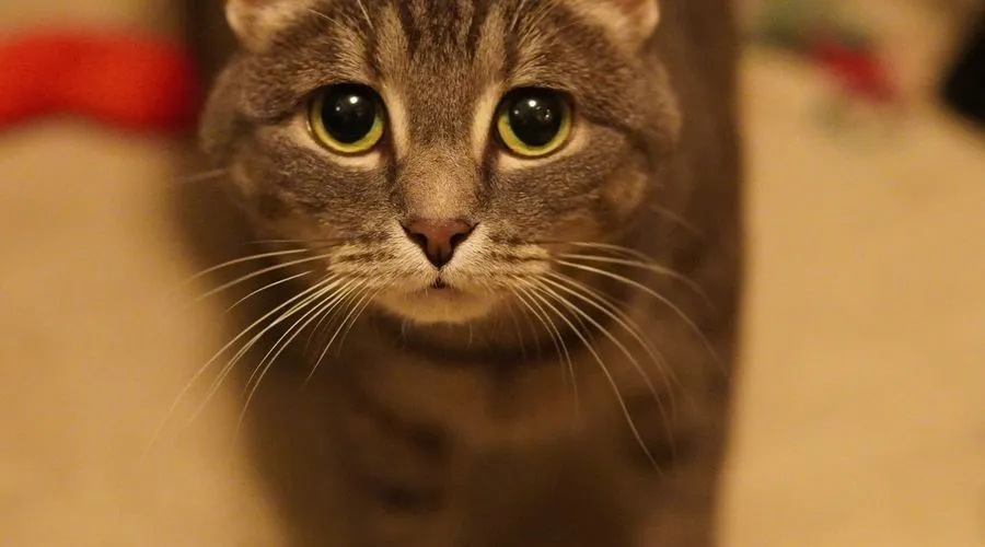 Meownash Diaries Ch. 3 — March update