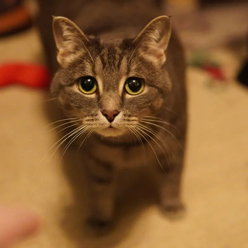 Bojangles, a Meownash cat