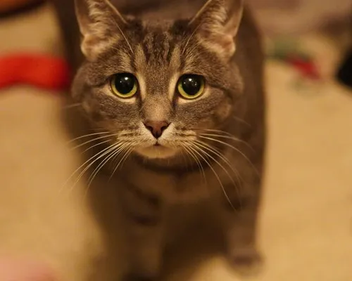 Astro, photo 2